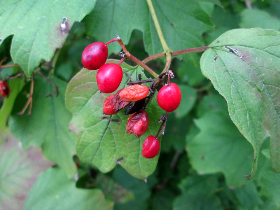Gewöhnlicher Schneeball (Viburnum opulus) an der Saaraue Güdingen