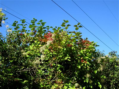 Gewöhnlicher Schneeball (Viburnum opulus) auf der Bischmisheimer Höhe