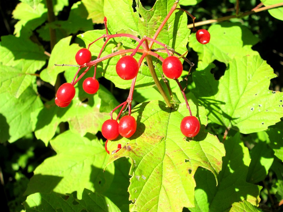 Gewöhnlicher Schneeball (Viburnum opulus) auf der Bischmisheimer Höhe