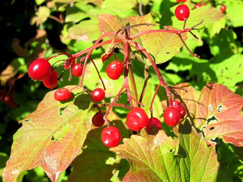 Gewöhnlicher Schneeball (Viburnum opulus) auf der Bischmisheimer Höhe