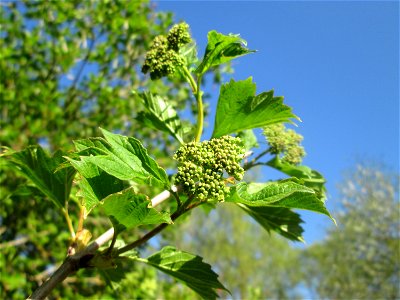 Gewöhnlicher Schneeball (Viburnum opulus) im Güdinger Allmet