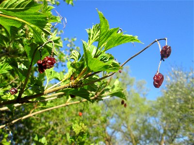 Gewöhnlicher Schneeball (Viburnum opulus) im Güdinger Allmet