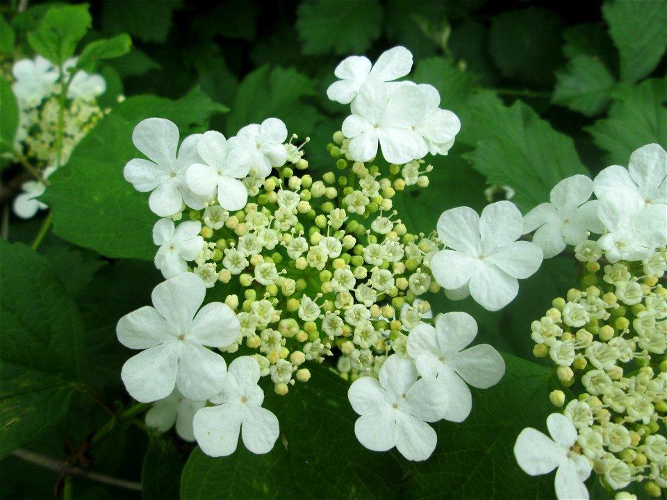 Gewöhnlicher Schneeball (Viburnum opulus) an der Saaraue Güdingen