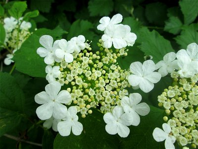 Gewöhnlicher Schneeball (Viburnum opulus) an der Saaraue Güdingen