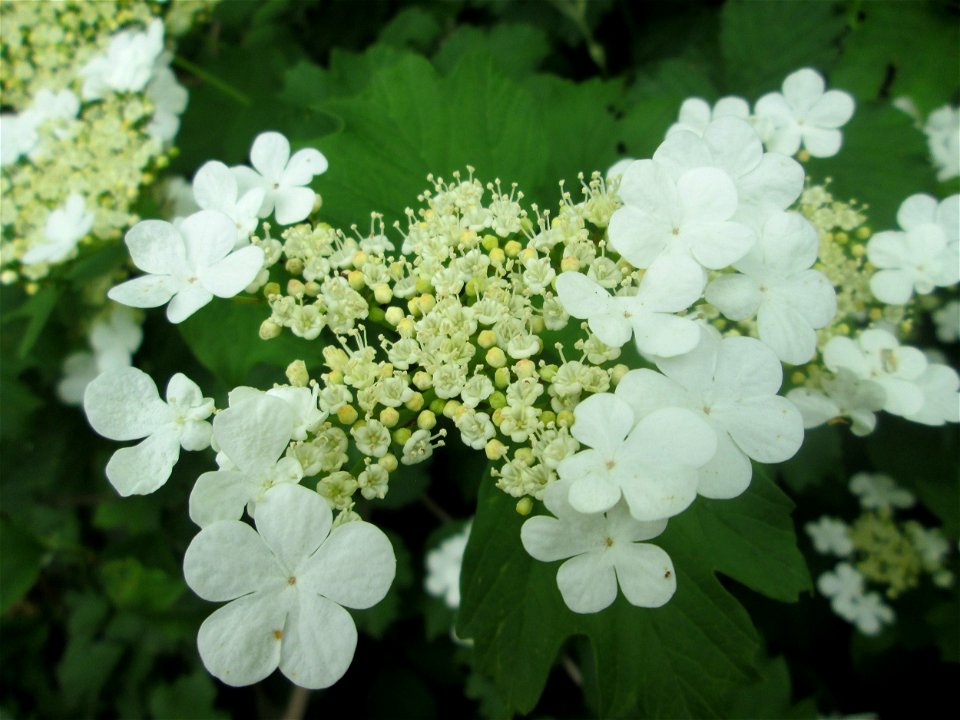 Gewöhnlicher Schneeball (Viburnum opulus) an der Saaraue Güdingen