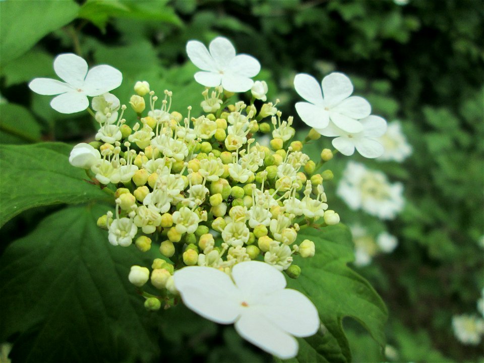 Gewöhnlicher Schneeball (Viburnum opulus) an der Saaraue Güdingen
