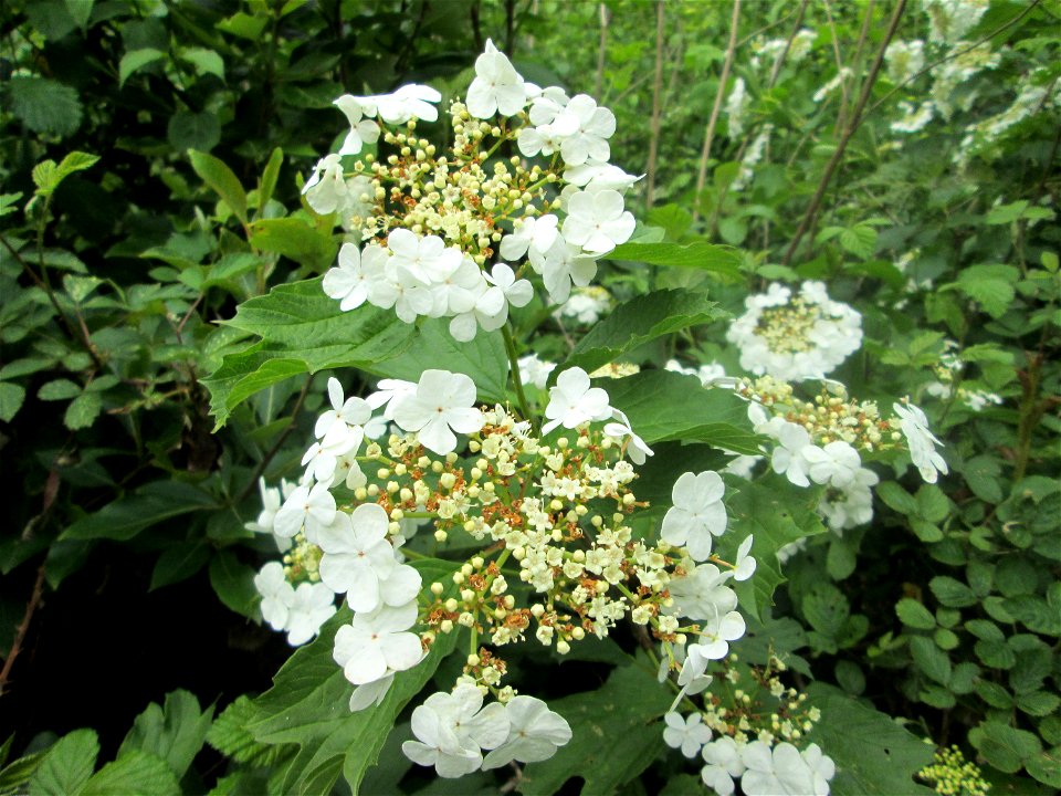 Gewöhnlicher Schneeball (Viburnum opulus) im Landschaftsschutzgebiet „Wisch- und Wogbachtal“ bei Fechingen