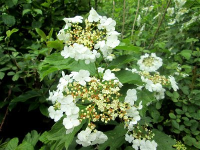 Gewöhnlicher Schneeball (Viburnum opulus) im Landschaftsschutzgebiet „Wisch- und Wogbachtal“ bei Fechingen
