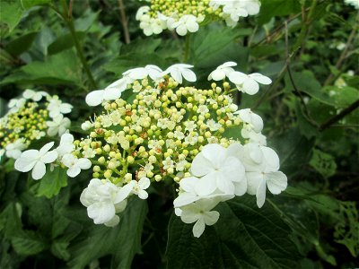 Gewöhnlicher Schneeball (Viburnum opulus) im Landschaftsschutzgebiet „Wisch- und Wogbachtal“ bei Fechingen