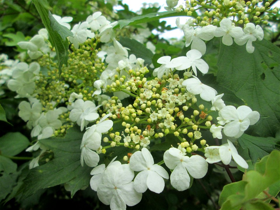 Gewöhnlicher Schneeball (Viburnum opulus) im Landschaftsschutzgebiet „Wisch- und Wogbachtal“ bei Fechingen