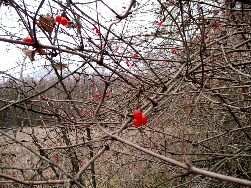 Gewöhnlicher Schneeball (Viburnum opulus) in der Nauwies im Steinbachtal in Malstatt
