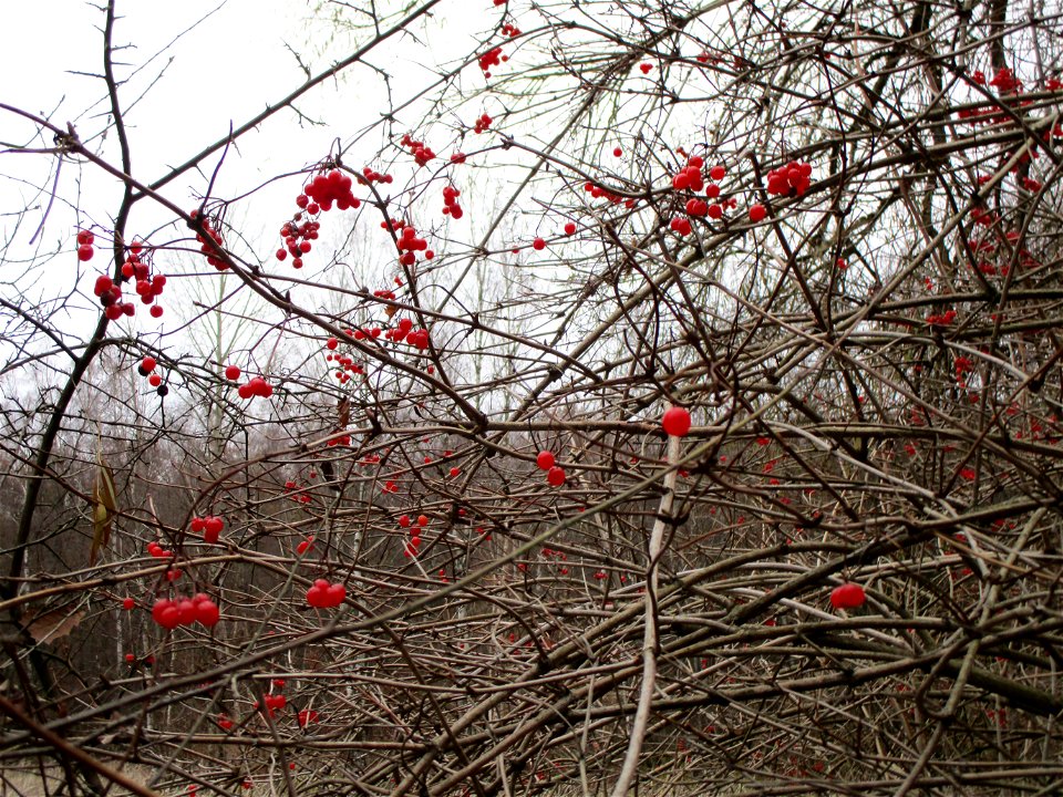 Gewöhnlicher Schneeball (Viburnum opulus) in der Nauwies im Steinbachtal in Malstatt
