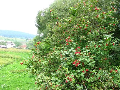 Nature of Pidvysoke, Berezhany district, Ternopil Oblast, Western Ukraine.