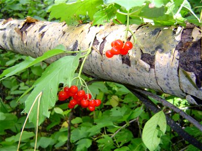 Viburnum opulus berries (Novosibirsk, September)