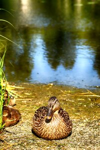 Animal bird nature