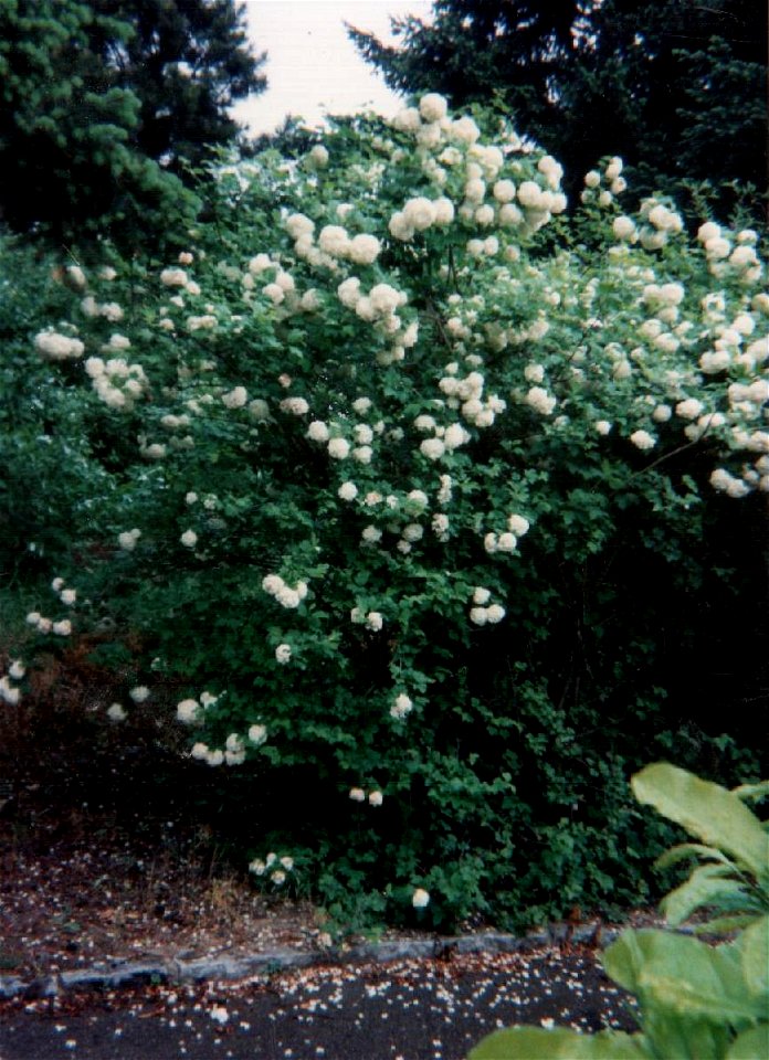 kalina Viburnum opulus Sterile