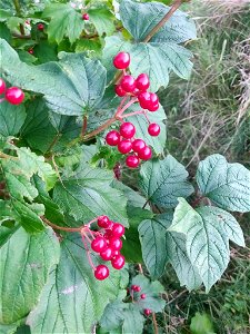 guelder-rose (Viburnum opulus)