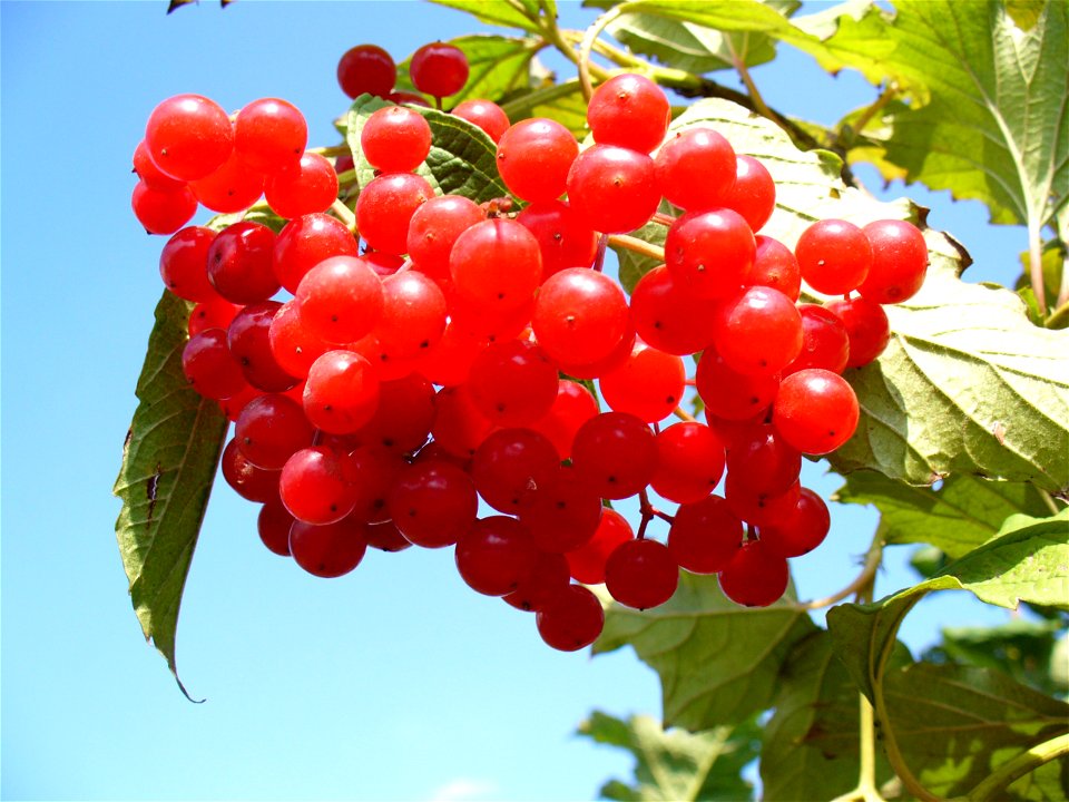 High cranberry, European dogwood, Marsh elder, Gatten-tree, Love-roses, May rose, Common snowball, Squawbush, Cranberry tree, Guelder-rose
