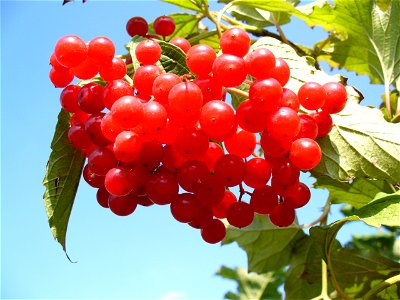 High cranberry, European dogwood, Marsh elder, Gatten-tree, Love-roses, May rose, Common snowball, Squawbush, Cranberry tree, Guelder-rose photo