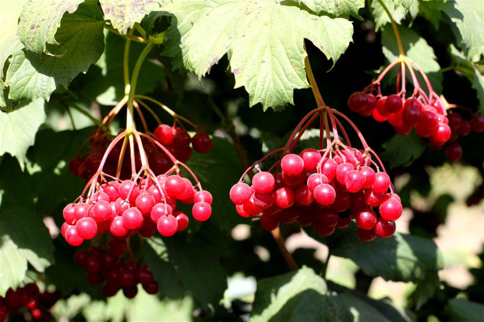 European Cranberrybush, Guelder Rose. Ukraine.