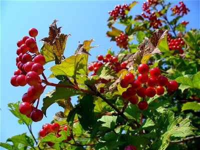 European Cranberrybush, Guelder Rose. Ukraine.