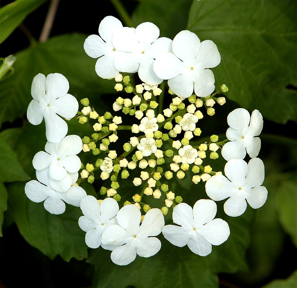 Viburnum opulus var. americanum flowers, self made taken spring of 2008.