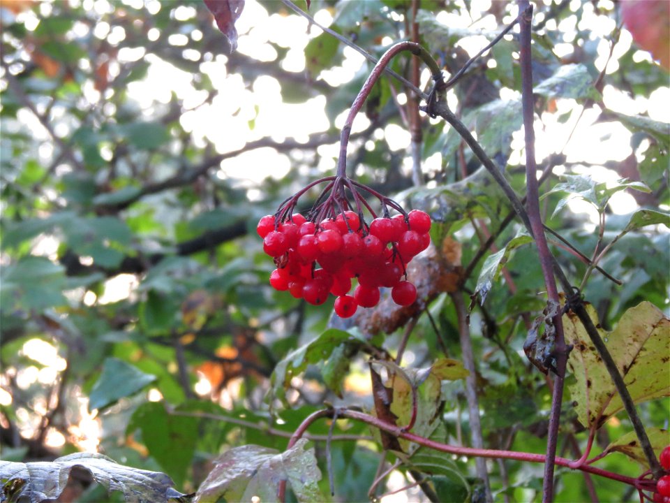 Viburnum opulus var. americanum (American highbush cranberry) - Milton, ON, Canada