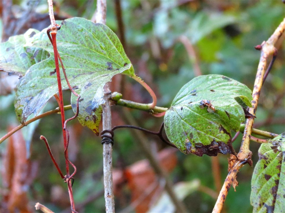 Viburnum opulus var. americanum (American highbush cranberry) - Milton, ON, Canada