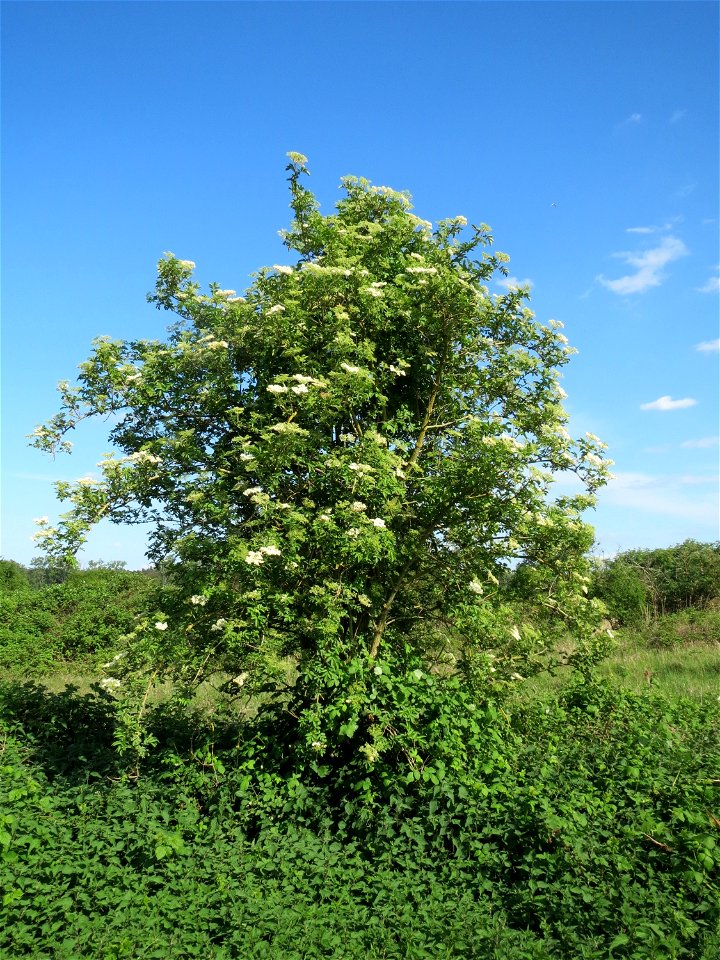 Holunder (Sambucus nigra) im Naturschutzgebiet Wagbachniederung
