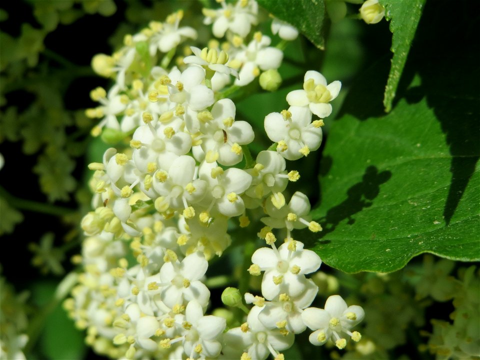 Schwarzer Holunder (Sambucus nigra) in Hockenheim