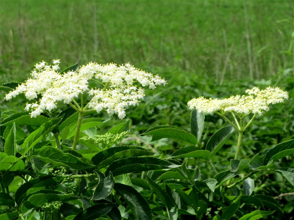 Schwarzer Holunder (Sambucus nigra) in Hockenheim-Talhaus