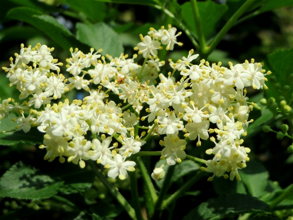 Schwarzer Holunder (Sambucus nigra) im Naturschutzgebiet Mirabellenhecke in den Horststückern im Hockenheimer Rheinbogen