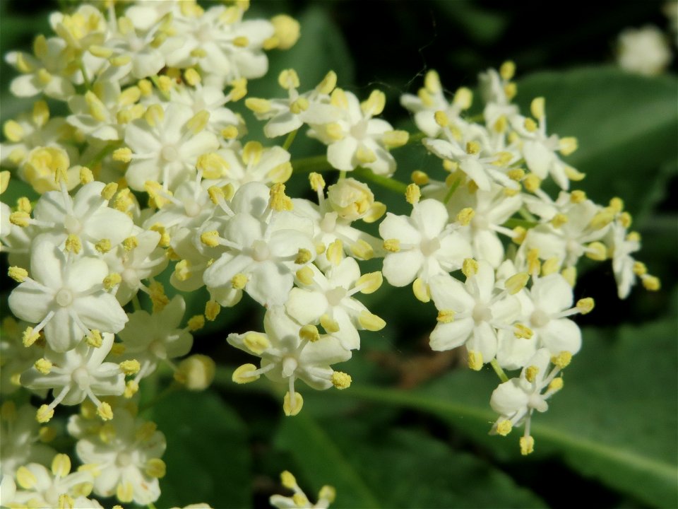 Schwarzer Holunder (Sambucus nigra) im Naturschutzgebiet Mirabellenhecke in den Horststückern im Hockenheimer Rheinbogen