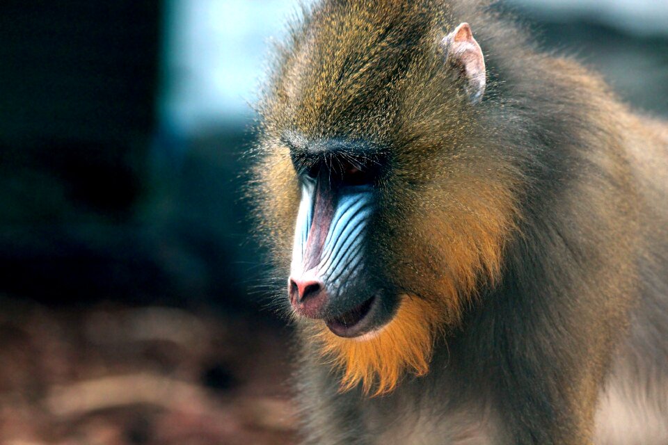 Mandrillus sphinx zoo mammals