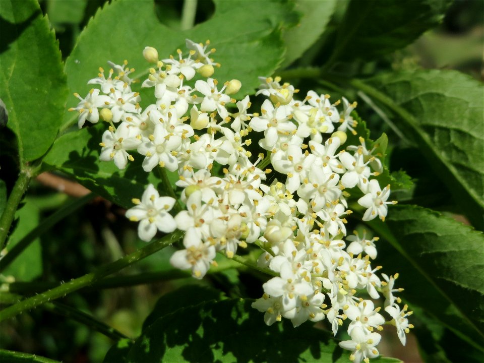 Schwarzer Holunder (Sambucus nigra) im Naturschutzgebiet Bachwiesen/Leopoldswiesen im Hockenheimer Rheinbogen