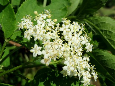 Schwarzer Holunder (Sambucus nigra) im Naturschutzgebiet Bachwiesen/Leopoldswiesen im Hockenheimer Rheinbogen