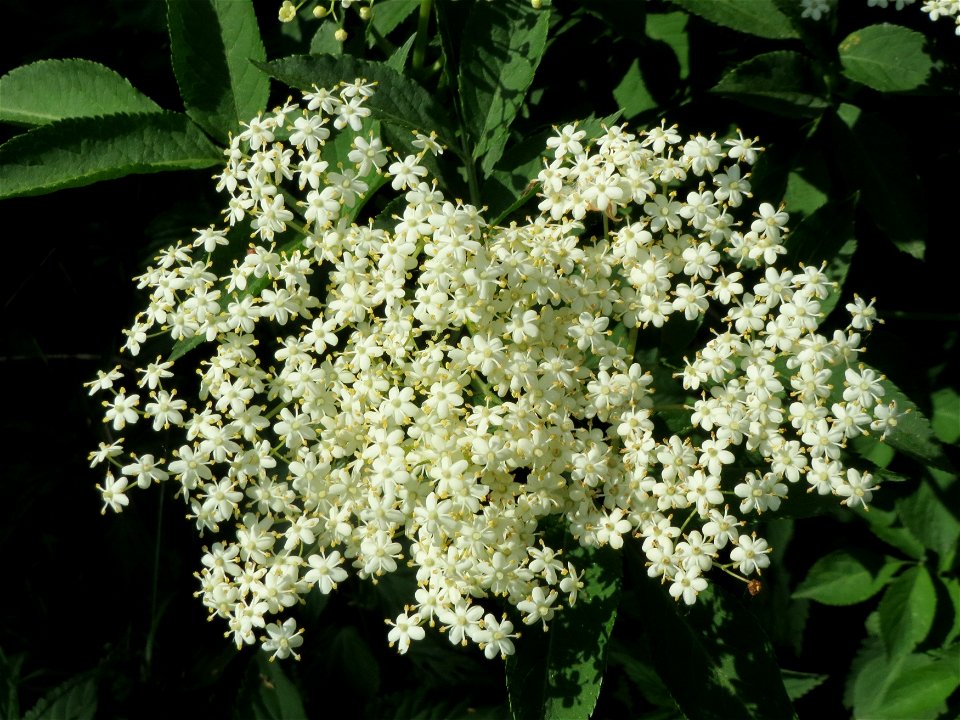 Schwarzer Holunder (Sambucus nigra) im Naturschutzgebiet Bachwiesen/Leopoldswiesen im Hockenheimer Rheinbogen