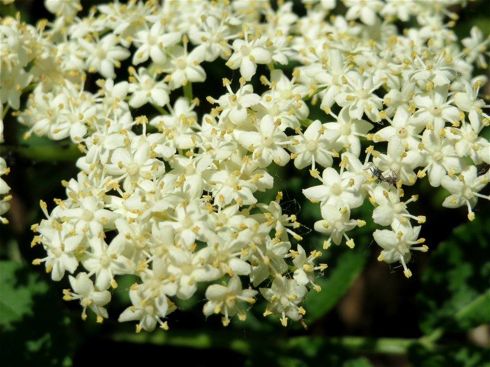 Schwarzer Holunder (Sambucus nigra) im Naturschutzgebiet Bachwiesen/Leopoldswiesen im Hockenheimer Rheinbogen