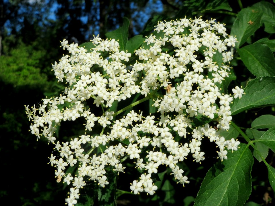 Schwarzer Holunder (Sambucus nigra) in Hockenheim