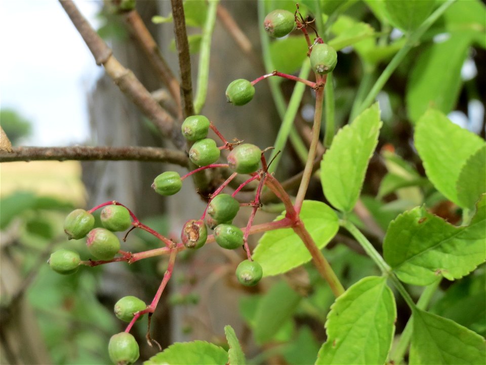 Schwarzer Holunder (Sambucus nigra) in Hockenheim-Talhaus
