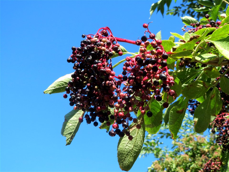 Schwarzer Holunder (Sambucus nigra) in Hockenheim