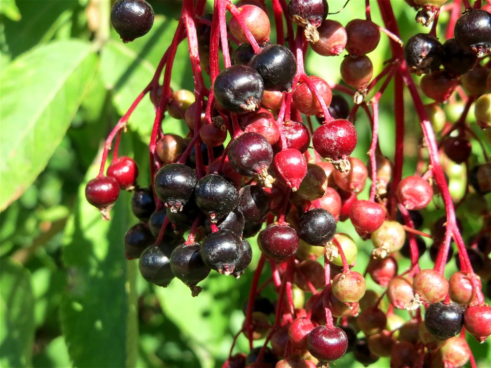 Schwarzer Holunder (Sambucus nigra) in Hockenheim