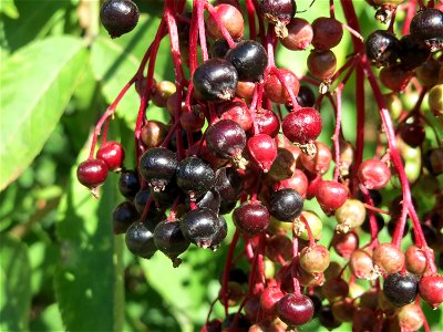 Schwarzer Holunder (Sambucus nigra) in Hockenheim