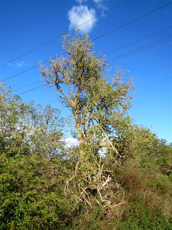 Schwarzer Holunder (Sambucus nigra) an der A61 in Hockenheimer Rheinbogen