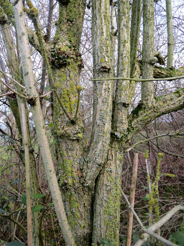 Schwarzer Holunder (Sambucus nigra) in Hockenheim