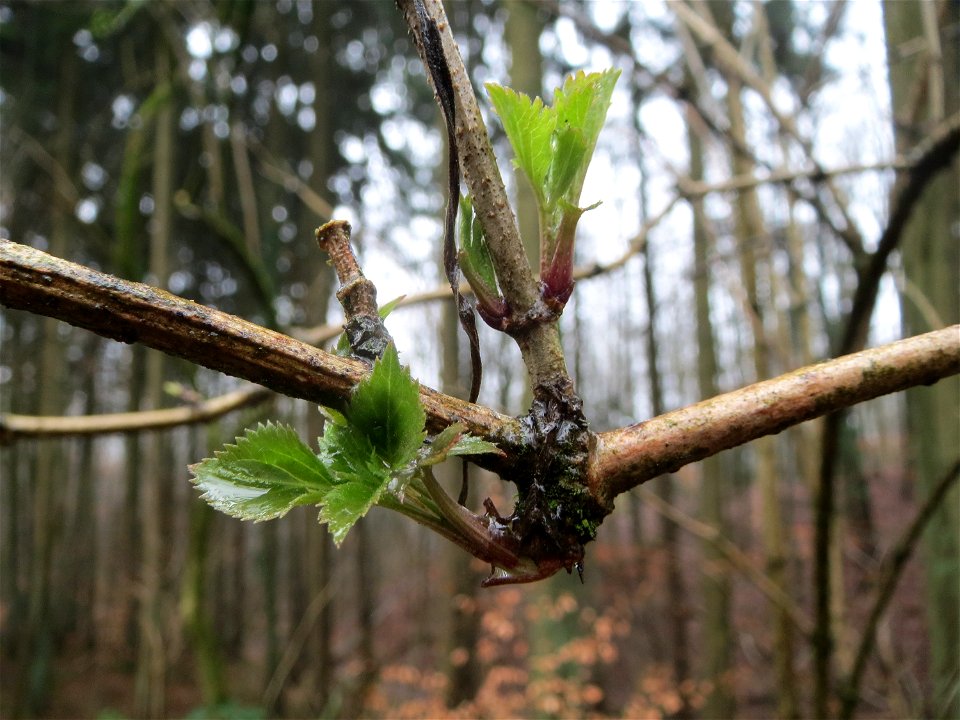 Schwarzer Holunder (Sambucus nigra) im Steinbachtal in Saarbrücken
