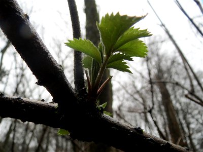 Schwarzer Holunder (Sambucus nigra) im Steinbachtal in Saarbrücken