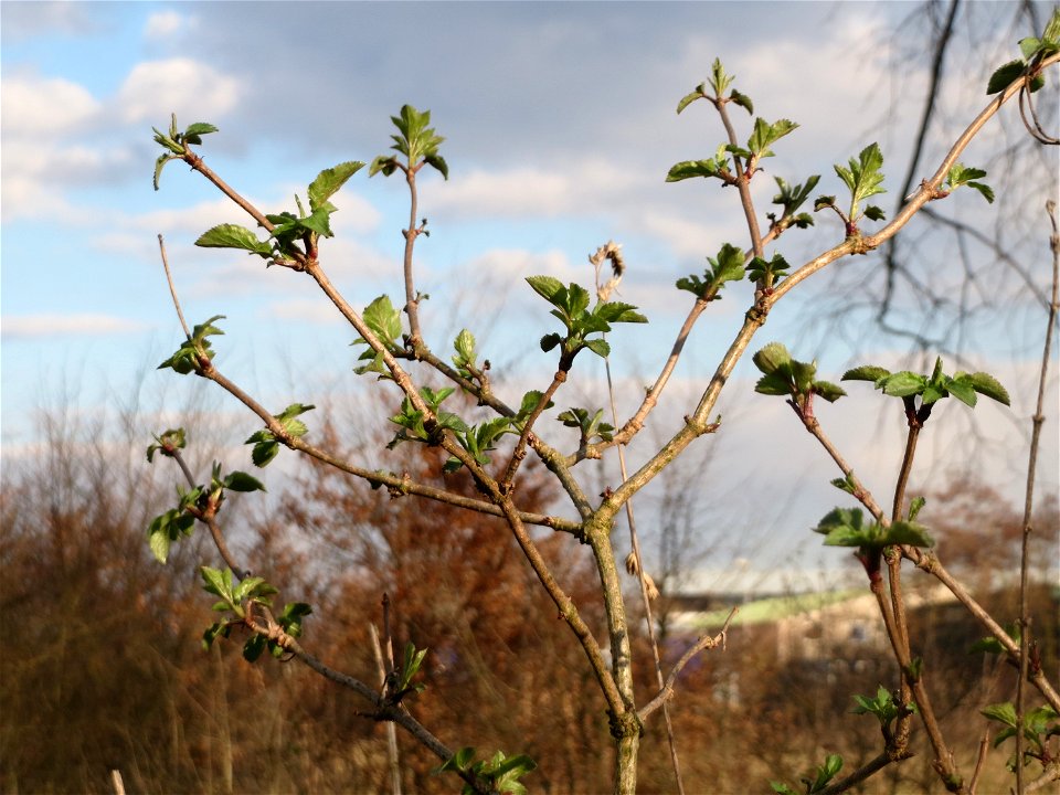 Schwarzer Holunder (Sambucus nigra) im Hockenheimer Rheinbogen