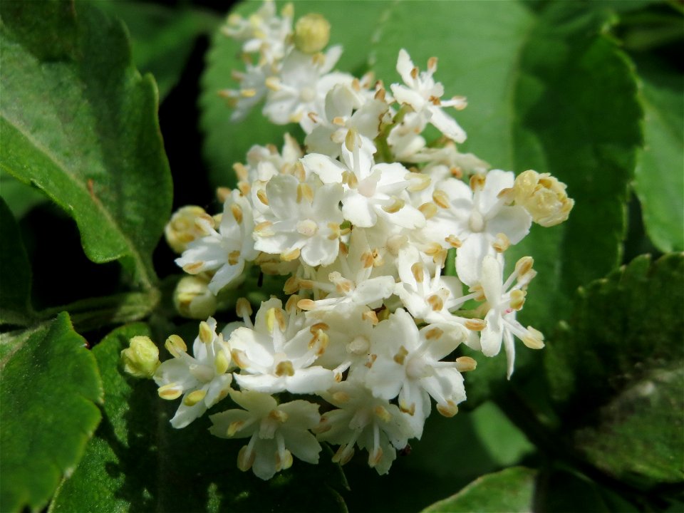 Schwarzer Holunder (Sambucus nigra) im Naturschutzgebiet „Mirabellenhecke in den Horststückern“ im Landschaftsschutzgebiet „Hockenheimer Rheinbogen“