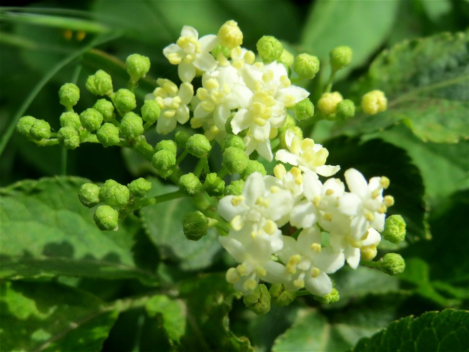 Schwarzer Holunder (Sambucus nigra) im Naturschutzgebiet „Mirabellenhecke in den Horststückern“ im Landschaftsschutzgebiet „Hockenheimer Rheinbogen“